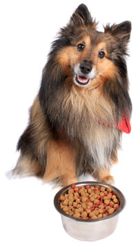 Food Allergies in Dogs Any dog can be allergic to food.