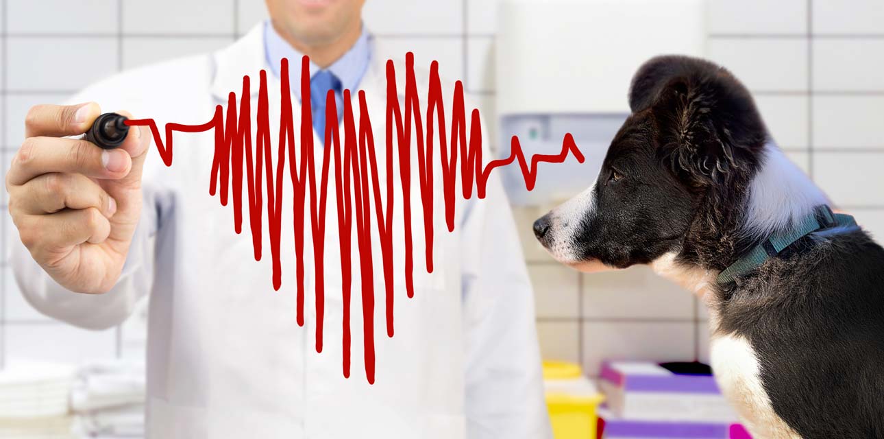 An ECG measures the electrical impulses of the heart in dogs.
