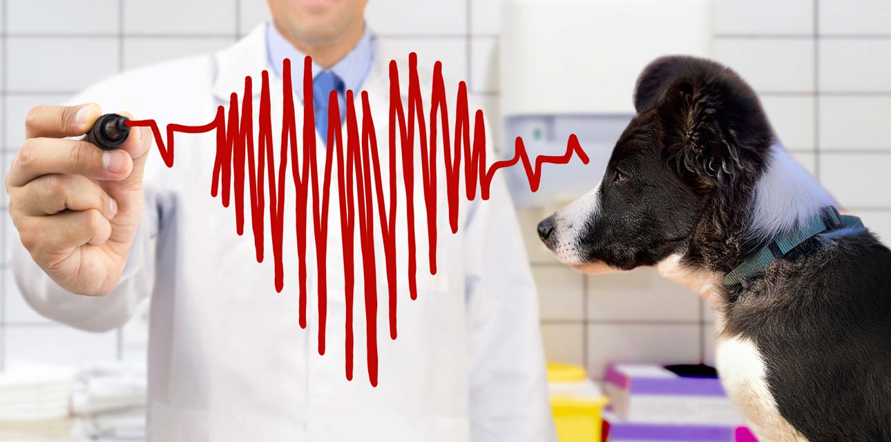 An ECG is a safe, non-invasive test in dogs. An ECG measures the electrical impulses of the heart in dogs.