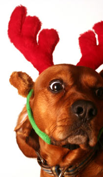 Keep your dog safe during the holidays by knowing the potential hazards. Adorable dog wearing a reindeer hat. Concerned about holiday safety for dogs.