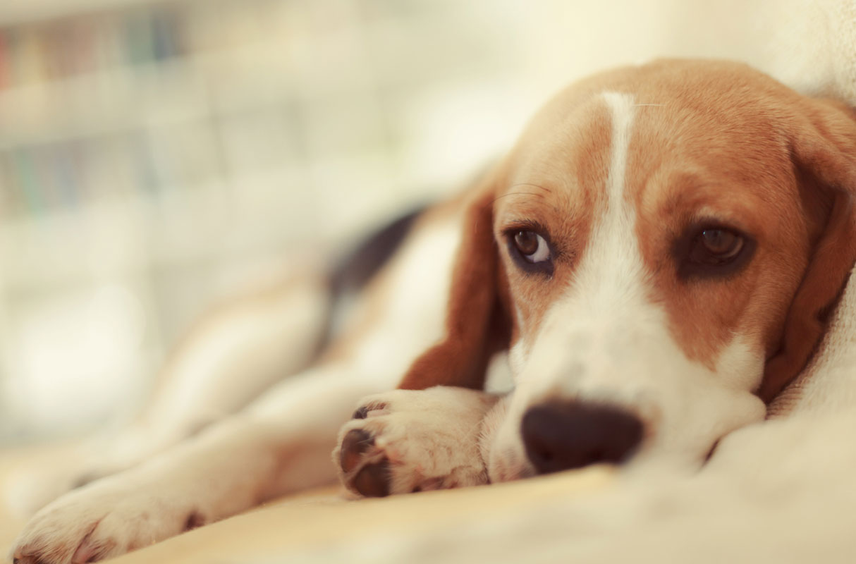 Learn about IBD in dogs. IBD symptoms, diagnosis, and treatment in dogs.
