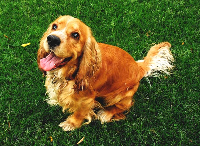 IMHA is life-threatening for dogs. Learn about IMHA in dogs.