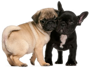 Ensure dogs meet in a positive manner. Introducing dogs should be done in a methodical manner.