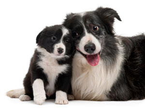 During the first two weeks of having a new dog steps need to be taken to ensure your dogs enjoy each other. It is important to set the rules and remain consistent when introducing a new dog in your home.