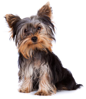 Luxating patella in dogs causes rear leg limping in dogs and is common in small breeds.