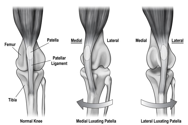 Luxating patella in dogs is evident on x-rays.