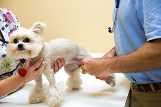 Luxating patella in dogs can be diagnosed by your veterinarian.