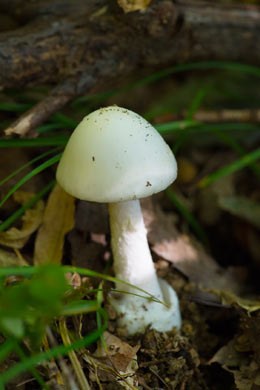 Destroying Angel Toxic Mushroom contains Amanitin