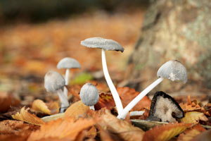 Inocybe and Clitocybe mushrooms contain Muscarine toxins