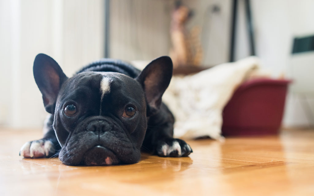 OCD behaviors can include self-mutilation and tail-chasing in dogs. OCD causes recurring repetitive behaviors in dogs.