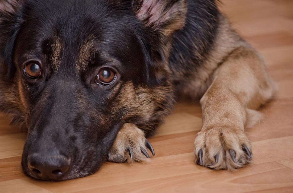 SLE is a devastating illness in dogs. SLE is systemic lupus in dogs.