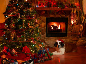 Keep your dog safe and happy during the holidays. Happy Holiday Dog