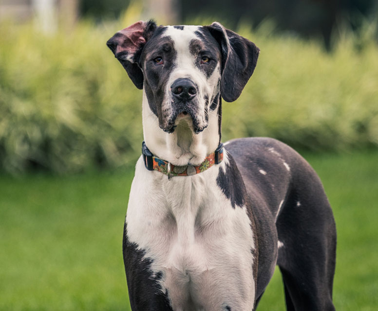 Great Danes are a breed prone to canine acne.