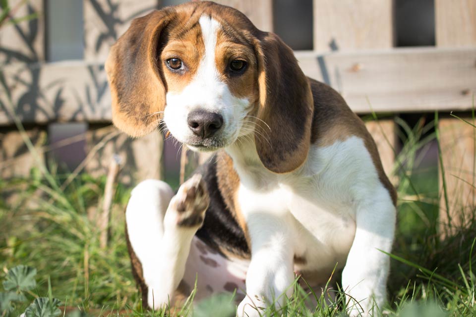 Learn about allergy testing in dogs. Learn about allergy testing techniques for dogs.