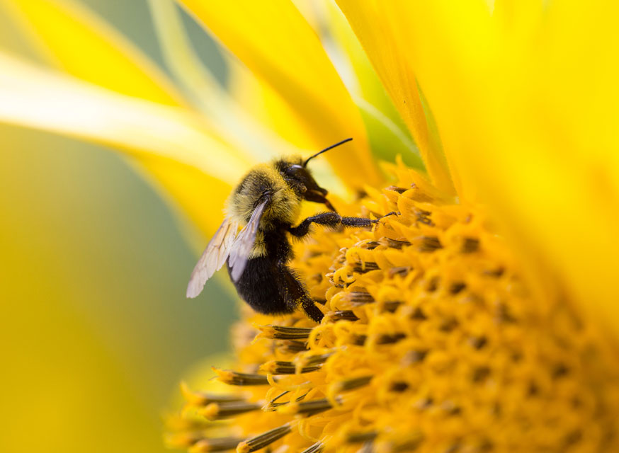 Anaphylaxis in dogs can be serious. Learn about anaphylaxis in dogs.