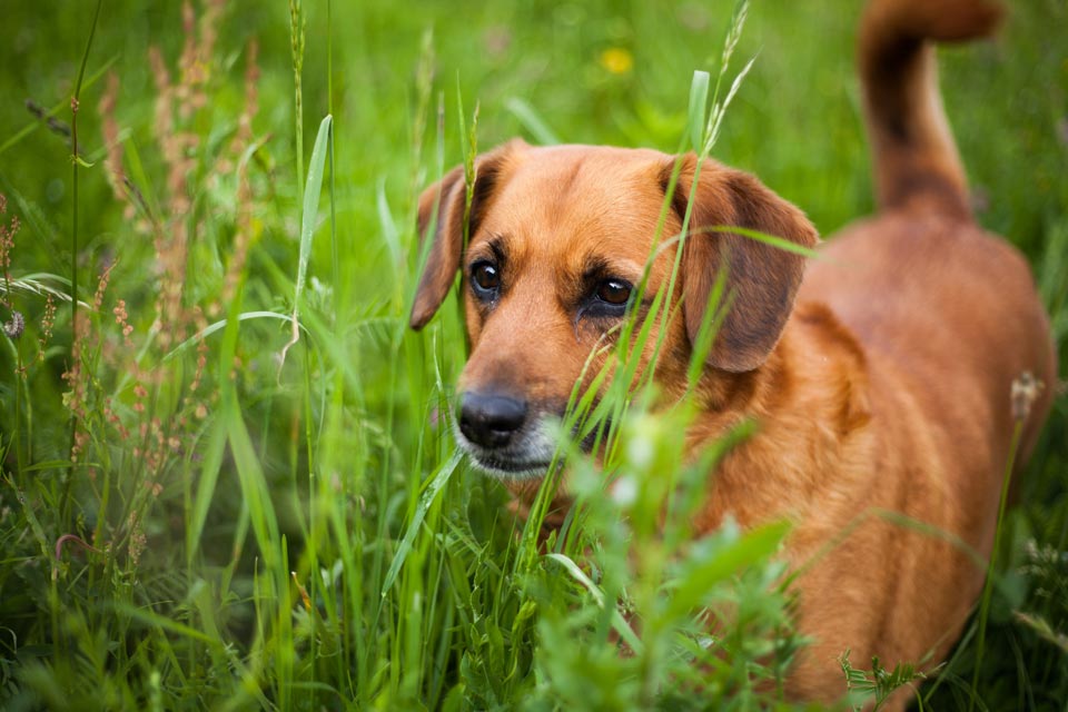 Anaplasmosis is a condition transmitted to dogs by infected ticks.