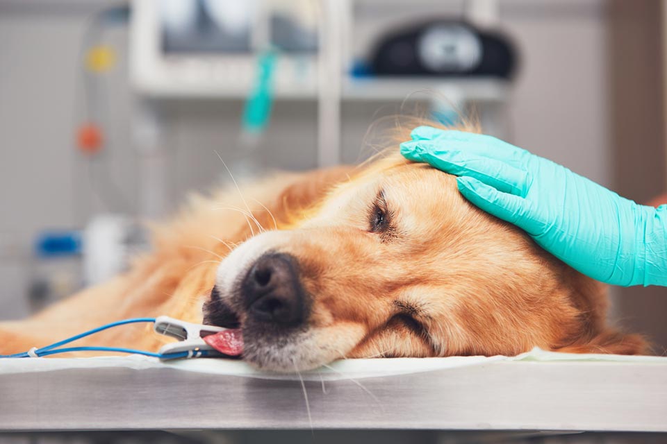 Anesthesia in dogs is necessary for many reasons.