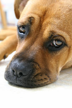 Animal Cruelty: Signs and Prevention of Cruelty to Dogs