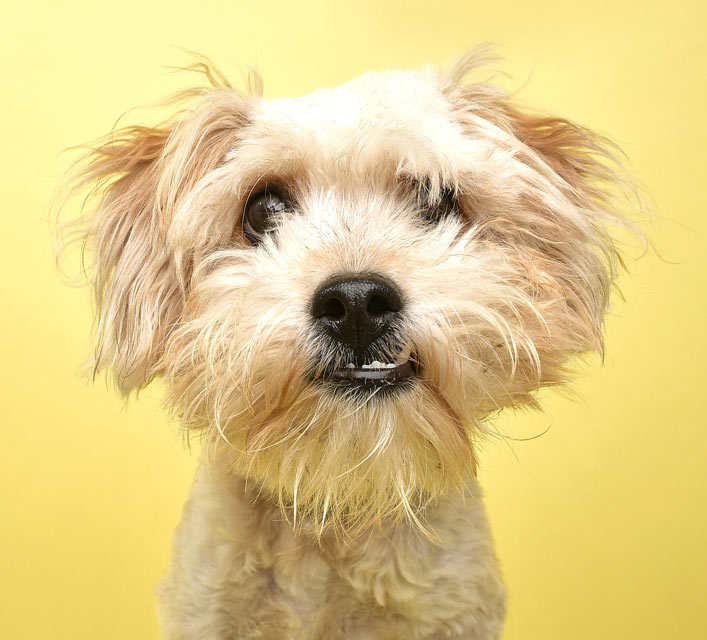 Learn why, when, and how antibiotics are useful in dogs. Learn about antibiotic use in dogs.