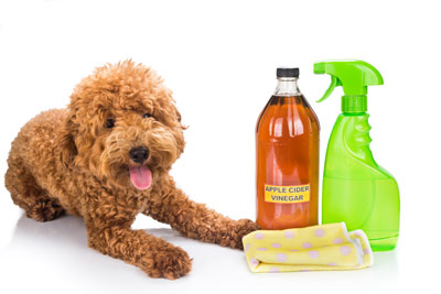 Can apple cider vinegar really get rid of fleas in dogs?