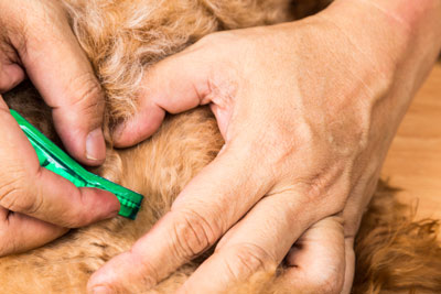 Learn the technique for applying flea medication to dogs.