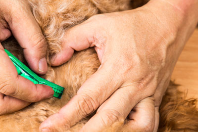 applying flea treatment to dogs