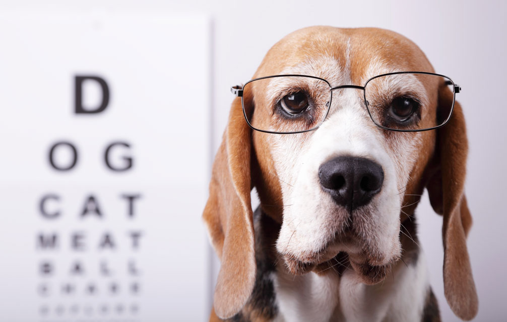 do dogs actually use color vision