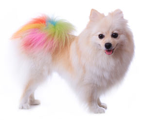 Dogs can see color better than we thought. Have you ever wondered if dogs can see color?