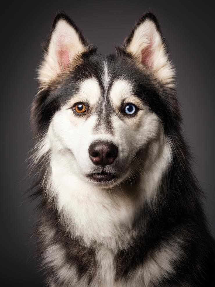 E-cigarettes can deliver a toxic dose of nicotine to a dog quickly. Learn about e-cigarettes and nicotine poisoning in dogs.