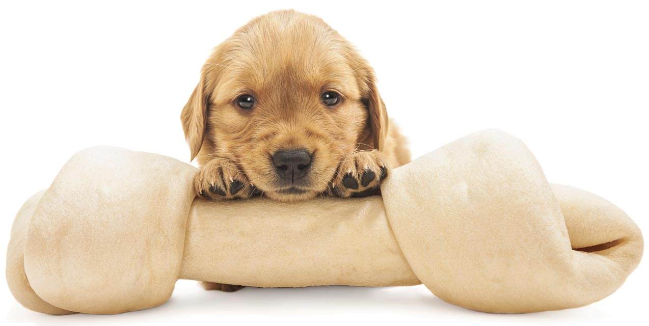 Learn about rawhides and whether they’re safe for dogs.
