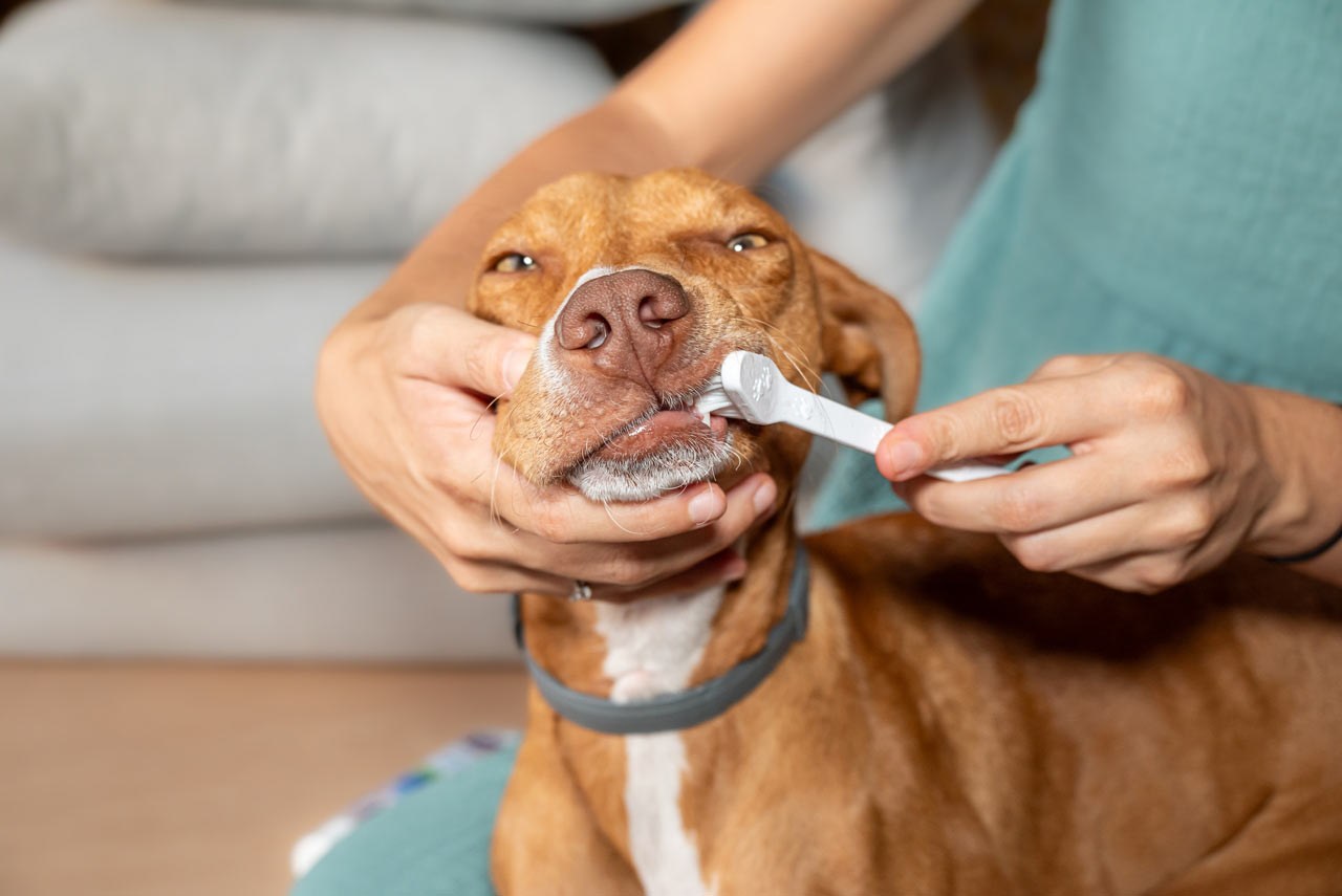 Dental health is very important for the longevity of your beloved pups. Dental health matters