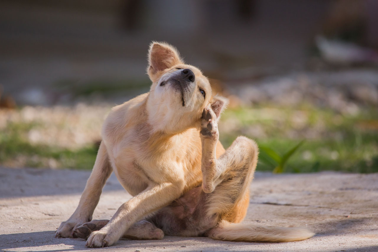 Spot the signs of your dog's allergies Dog scratching as a sign of allergy