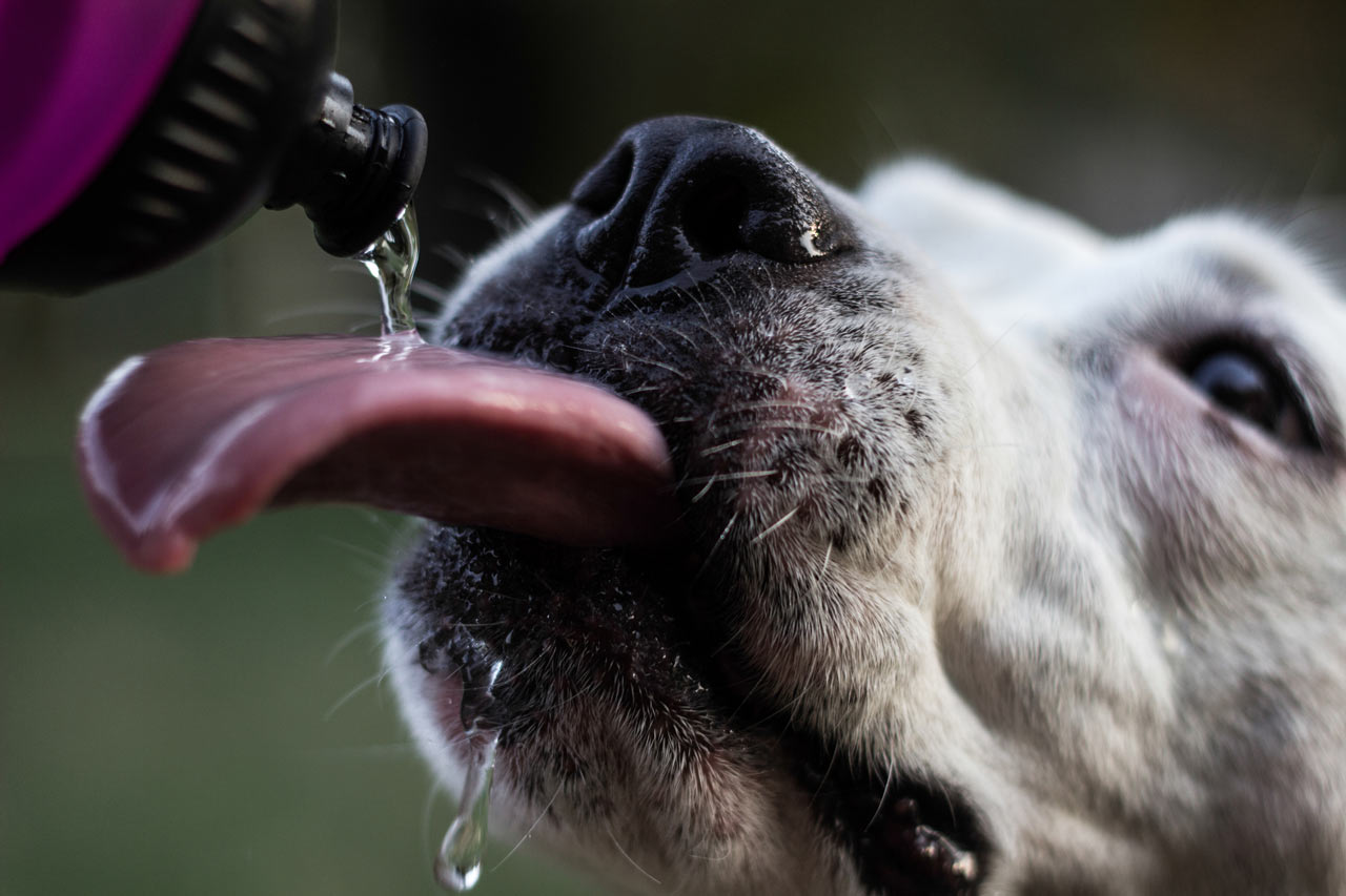 Dogs need plenty of water, all year long. Dogs need plenty of water, all year long.
