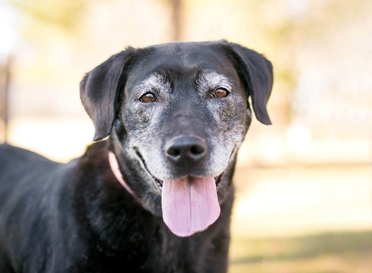 Aging Dog