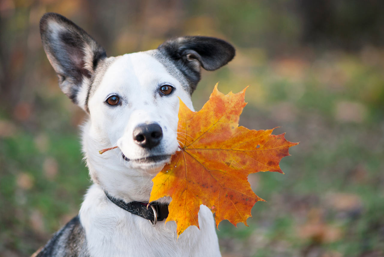 September is Responsible Dog Ownership Month September is Responsible Dog Ownership Month