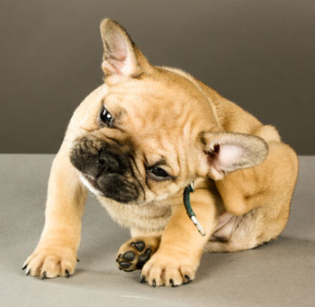 Seasonal or environmental allergens can cause atopy in dogs. Dogs with atopy develop itchy skin.