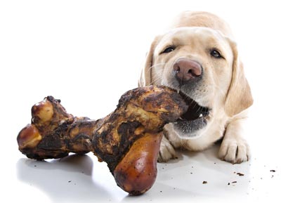 Avoid giving bone treats to your dog. Dogs can be injured or sickened by bone treats.