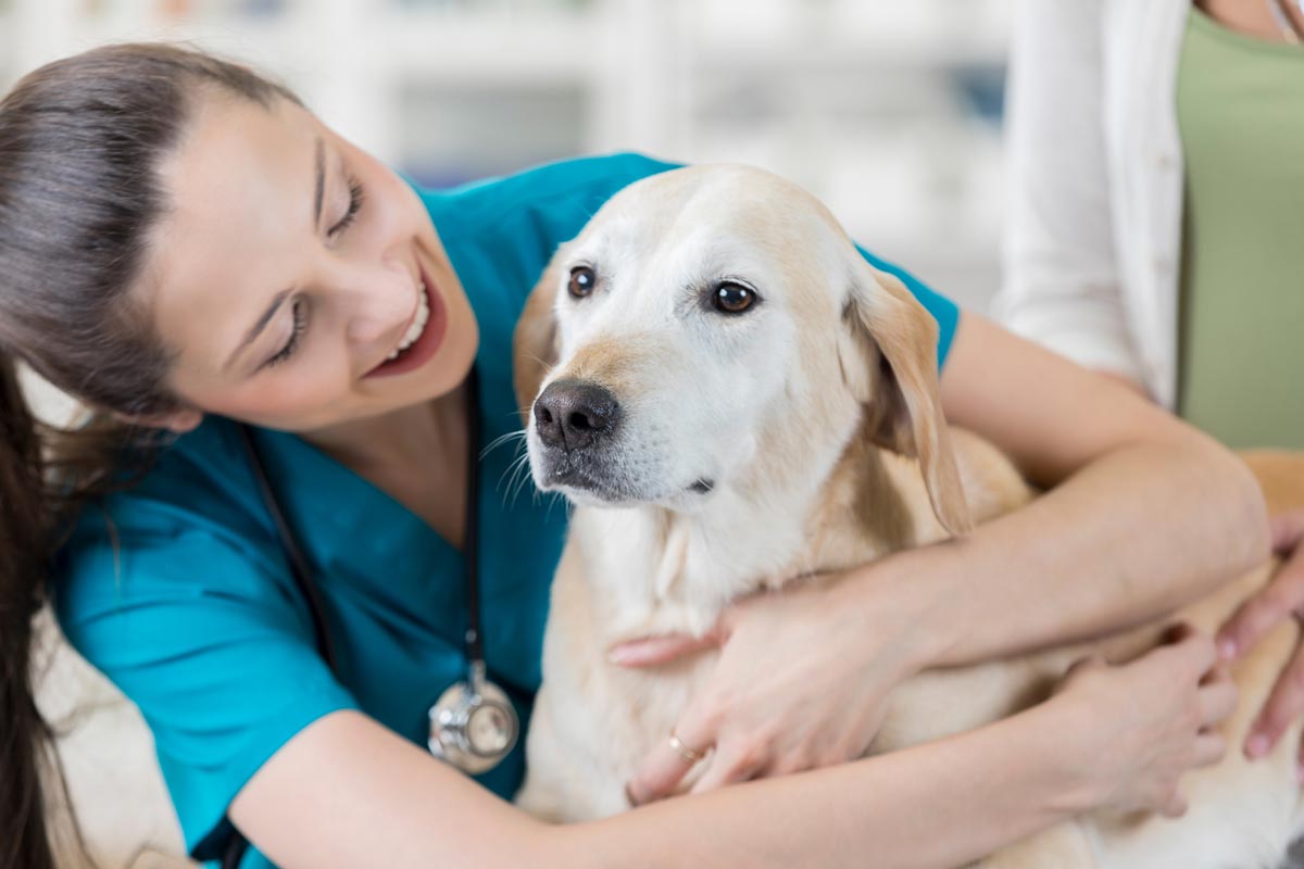 Learn the common mistakes people make when they’re dealing with the vet.