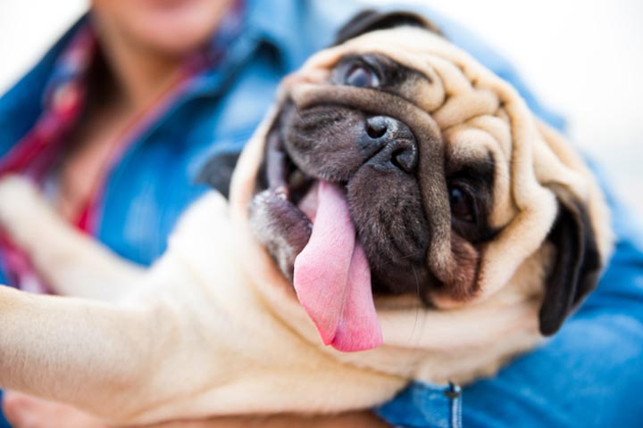 Follow these easy tips to avoid getting intestinal parasites from your dog.