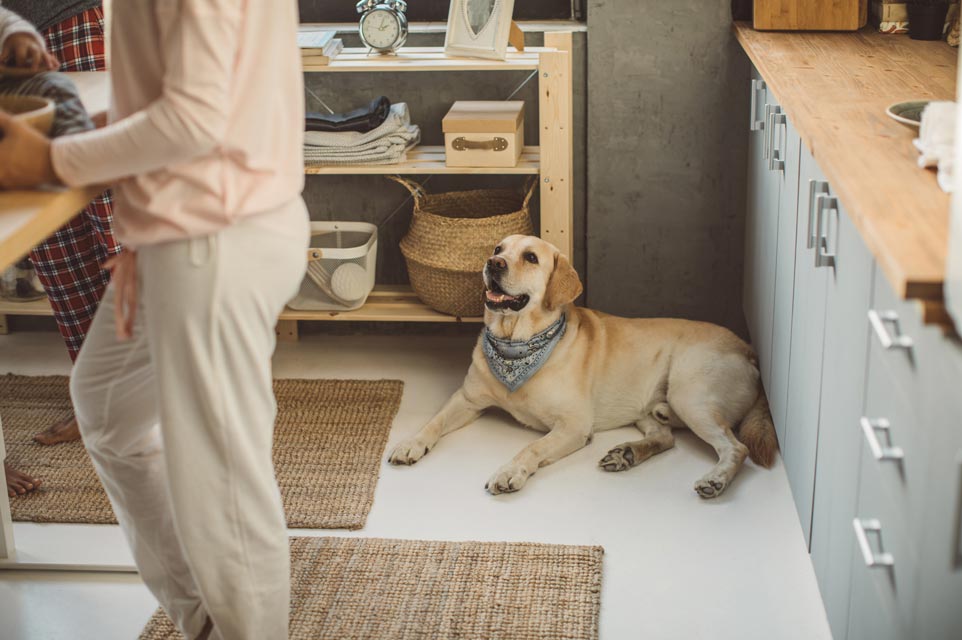 Tips for decreasing risk of trip and fall with your dog. Learn to avoid trip and fall accidents involving your dog.