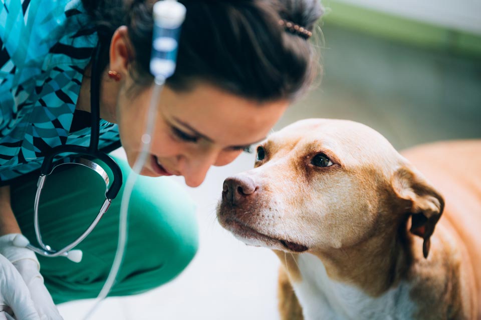 Babesiosis is a blood parasite. Babesiosis causes anemia in dogs.