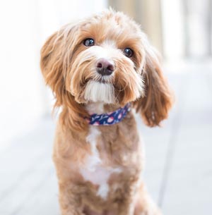 Inappropriate behaviors can be accidentally taught by well-meaning humans. People often inadvertently teach their dogs bad behaviors.