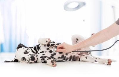 Learning baseline vitals can help you evaluate an emergency with your dog. Learn normal vitals for a dog and how you can measure them.