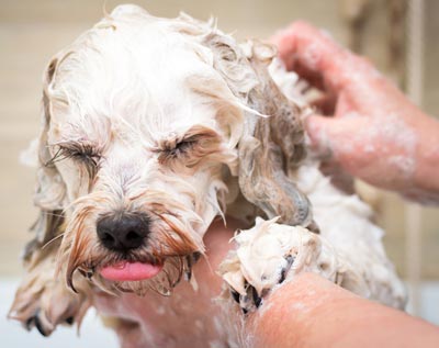 Most dogs probably don't need regular bath.