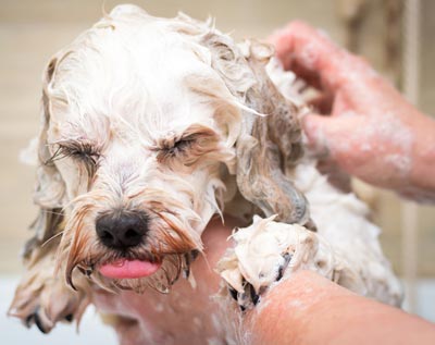 Some dogs do need regular bathing. Most dogs probably don't need regular bath.