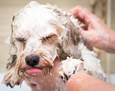 do dogs need to be bathed