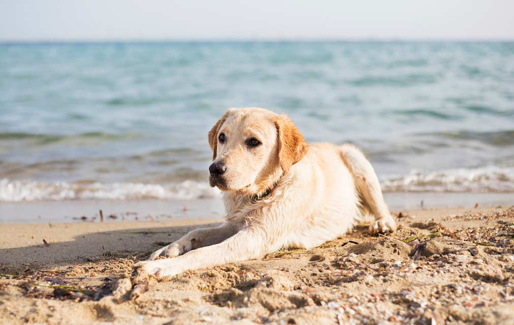 Be careful with your dog when you visit the beach. Enjoy the beach safely with your dog.