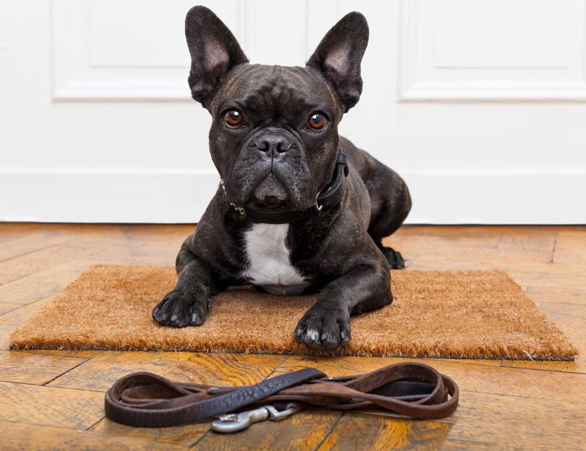 Walking your dog benefits you both. Daily walking benefits you and your dog.