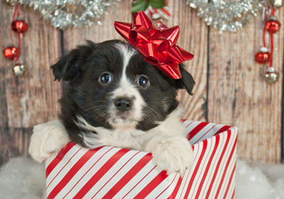 A list of all the best gifts for dogs and dog people.