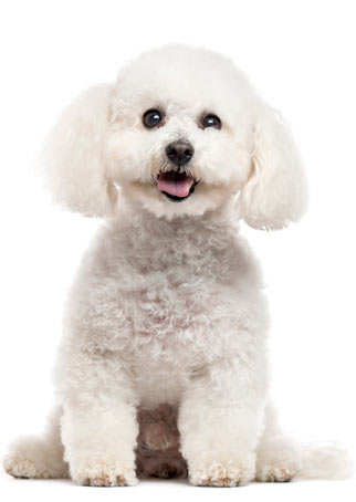Bichons are loving, friendly, and cute.